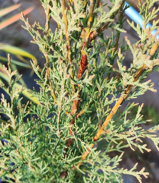 Cupressus sempervirens 'Garda'